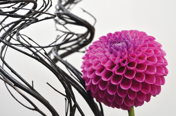 Hello Dahlia! Calendar Photo