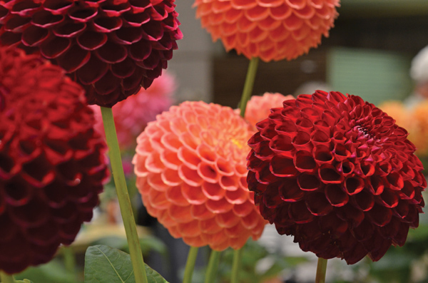 Hello Dahlia! Calendar Photo