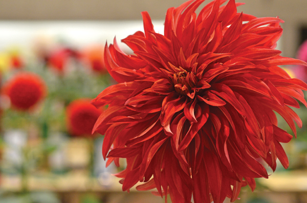 Hello Dahlia! Calendar Photo